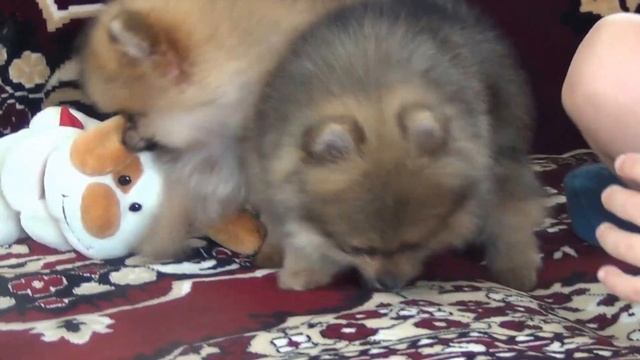 померанские шпицы