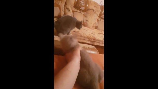 приколы какашка, ржач полный!! видео приколы какашка, полный ржач, смешное видео, ахаха.