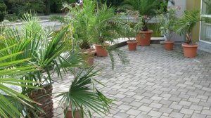 Цвет Сирени В Донецком Ботаническом Саду