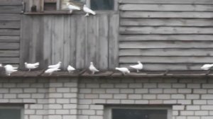 Начало рабочего дня.  20. 08. 2016