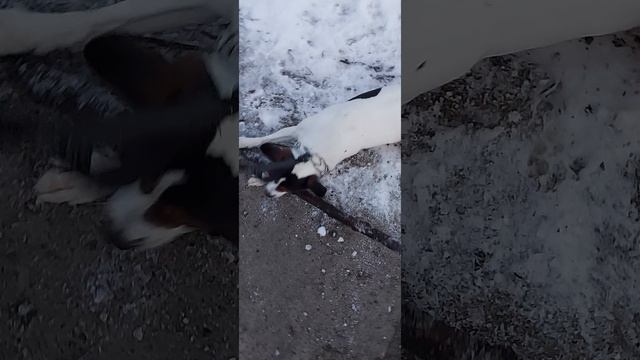 Майкимайк. Майкомка. Грызёт все