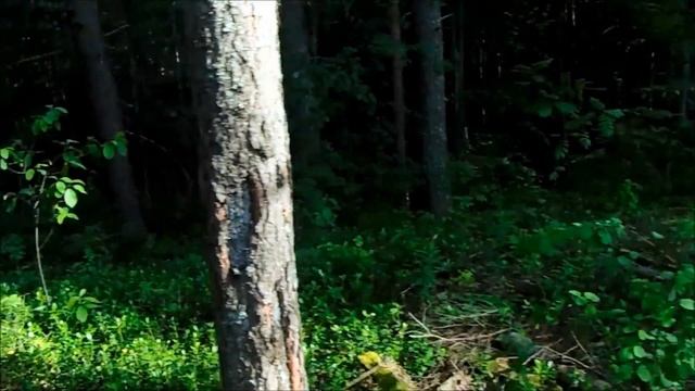 Страшилки на ночь - ПОДАРОК - Страшные истории