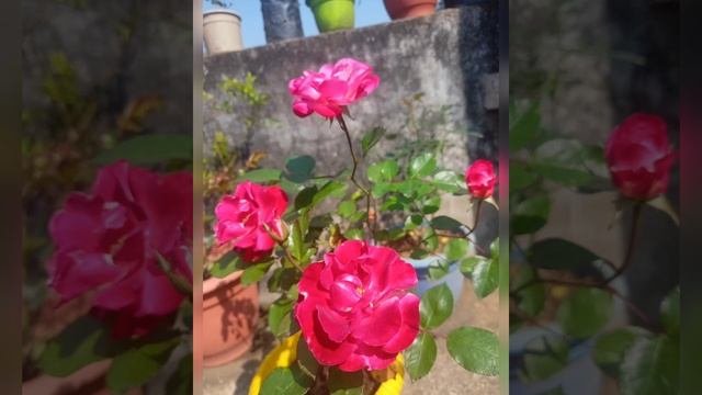 Rose Forever