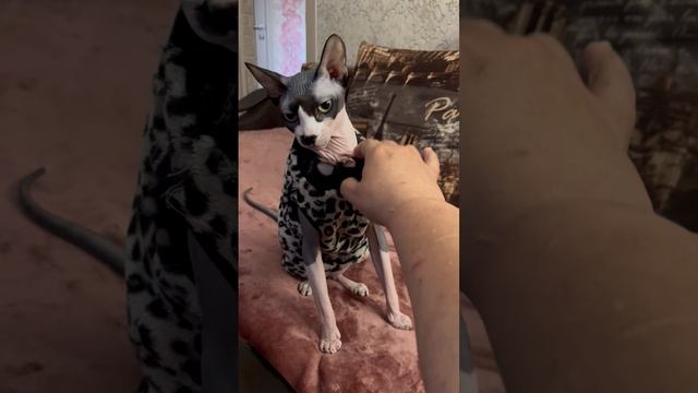 30.04.25 - Руки мне лижет 😻