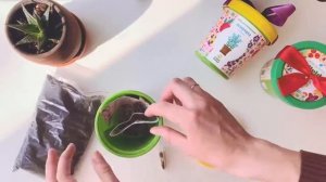 Что внутри горшочков Happy plant?