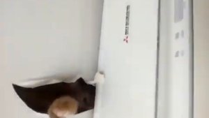 Кот залез в натяжной потолок.