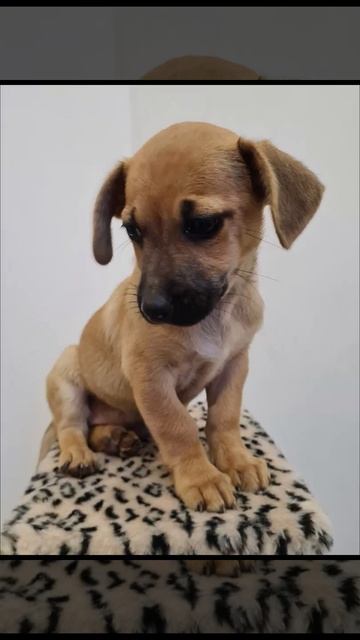 Щенок для добрых людей смотреть онлайн