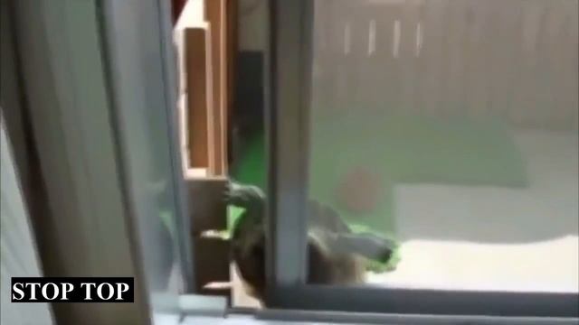 ПРИКОЛЬНО НЕ ПО ДЕТСКИ (18+) #254 Девушкам не смотреть! Приколы для мужиков Stop Top смотреть онлайн