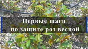 Первые шаги по защите роз весной