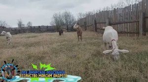 Разговариваю с Нубийским козлом Феничкой