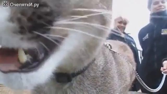 Как мяукает пума смотреть онлайн