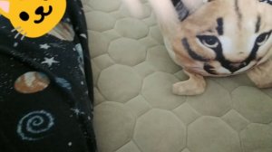 YouCut_20250430_164305781.mp4