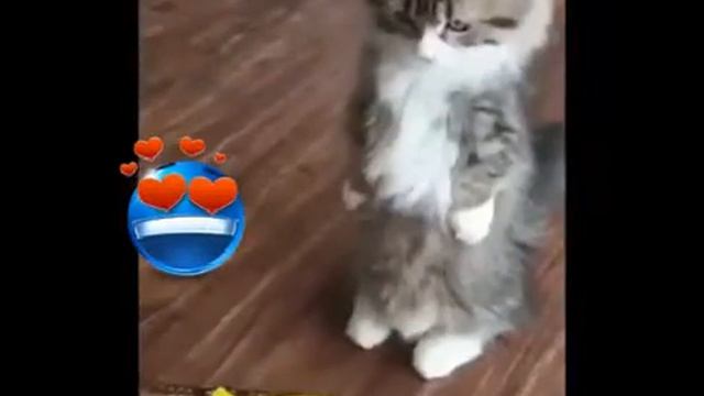 Приколы про кошек даша гуз канал злата и даша смотреть онлайн