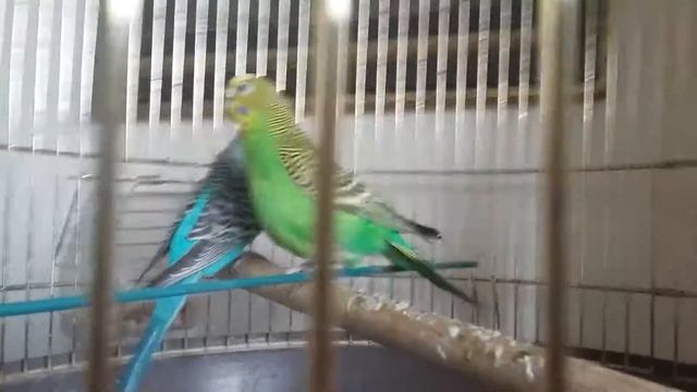 Мини комедия с попугаями. Серия 1 сезон 1, неожиданный гость. смотреть онлайн