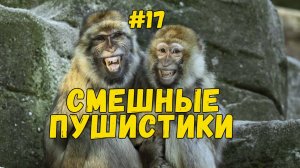 Я РЖАЛ ДО СЛЕЗ 😹 СМЕШНЫЕ КОШКИ И СОБАКИ  СМЕШНЫЕ ЖИВОТНЫЕ 2025 😹 ЛУЧШИЕ ПРИКОЛЫ #17