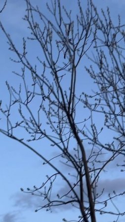 Вечерка Ивановская 🎯🐦 #охотанагуся
