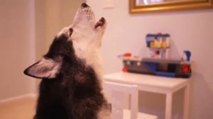 Симпатичная Хаски ржачно поет Cute Husky hilarious singing