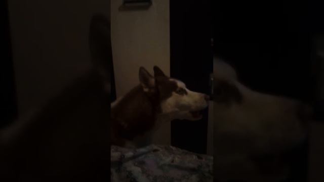 Хаски поет и разговаривает мама папа хрум хрум.