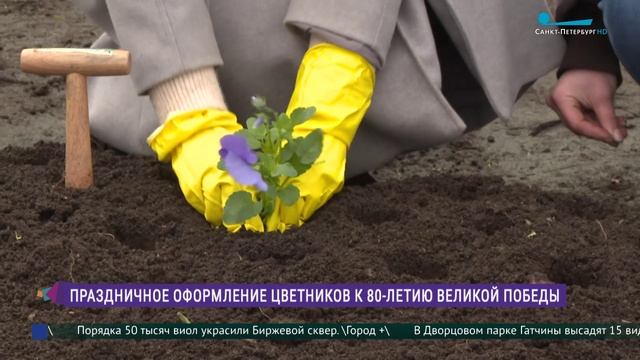 Оформление цветников Петербурга к 80-летию Великой Победы