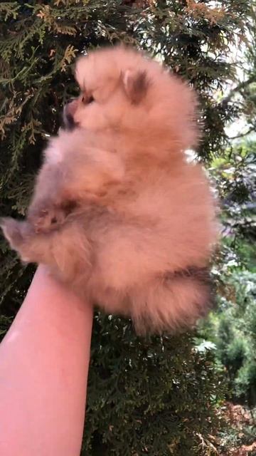 Шпиц мальчик❤️💋кукляш💋 #шпиц #шпицмальчик #pom #pomeranian