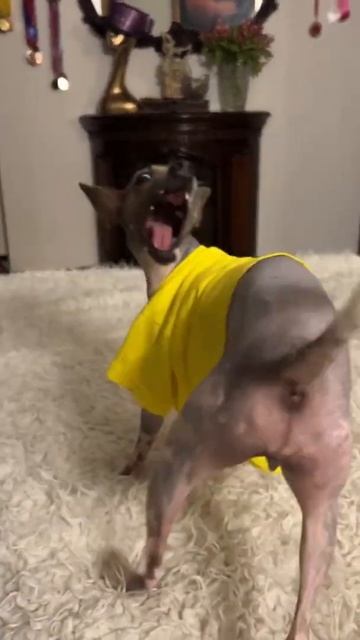 Матильда - перуанская голая собака - шутки приколы вайны #perrosinpelodelperu #перуанскаяголаясобак смотреть онлайн