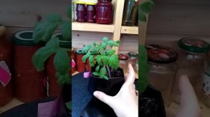 Пакеты для рассады