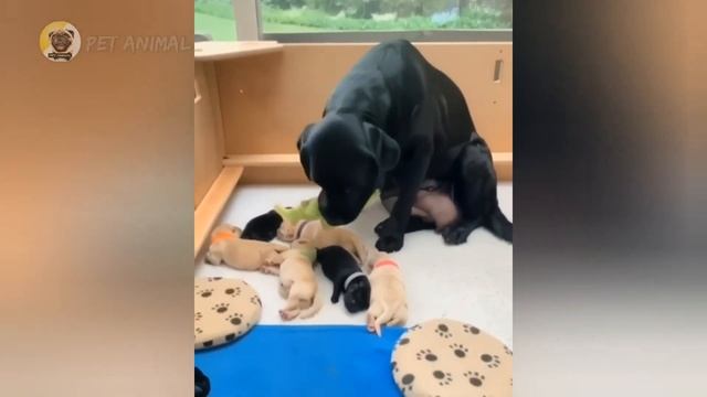😂Смішні Приколи з Тваринами. Підбірка Відео Приколів про Котів та Собак 2022 №69