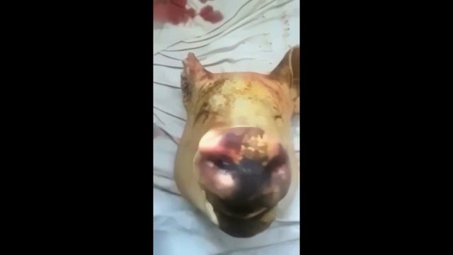 НЕ РАССТРАИВАЙСЯ! 8K 60FPS (УЛУЧШЕННЫЙ МЕМ)🐷🐷🐷