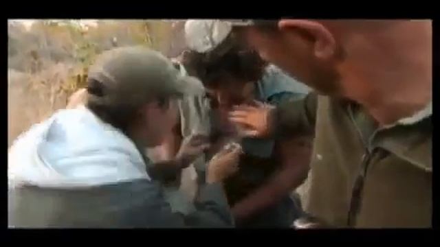 Леопард нападает на охотника. смотреть онлайн