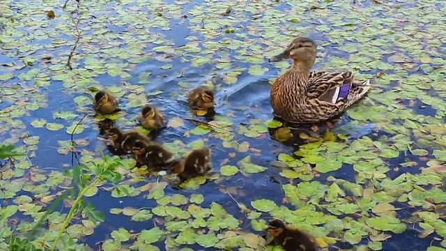 Утиная история  у серой шейки появились малыши!