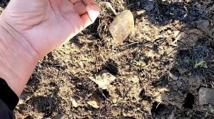 Нашла пятачелло!