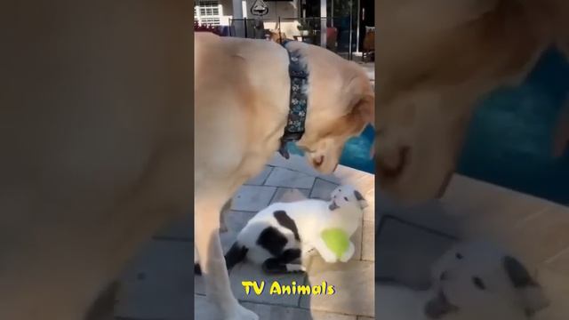 🐕 Смешное видео  с собаками, кошками и котятами! 😺 Веселые животные для хорошего настроения! 🐱