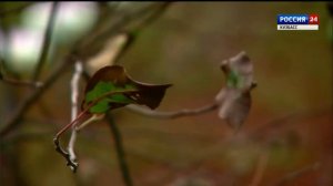 Переход на федеральное вещание (Россия 24 Кузбасс, 04.11.2023)