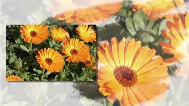 Слайдшоу на заказ (образец №3) смотреть онлайн