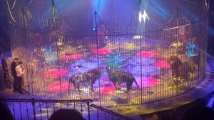 Цирк на фонтанке, 24.02.2024 год