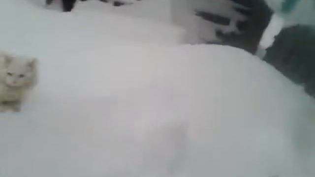 Кошачий аттракцион