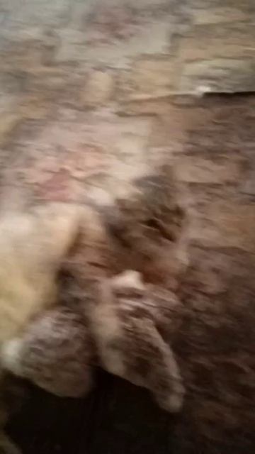 а вот и Кот подошол😘 смотреть онлайн