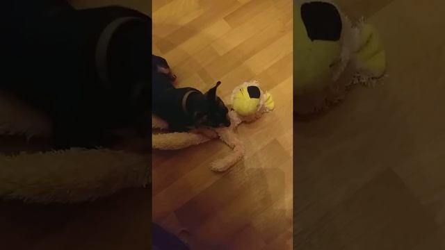 Той терьер душит розовою пантеру! смотреть онлайн