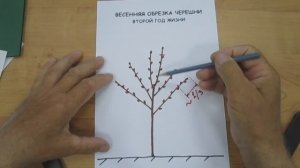 Формирование черешни