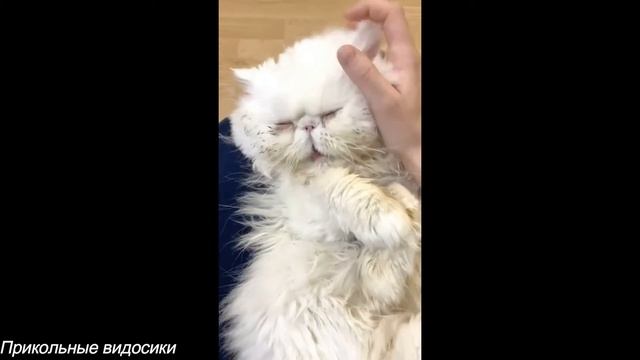 Подборка прикольных видео/Прикольные видосики#38