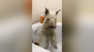 Счастливая собака-грязная собака/ Happy dog - dirty dog