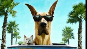 Первый Трейлер Художественного Фильма Мармадюк!