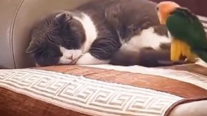 Попугай достал кота)