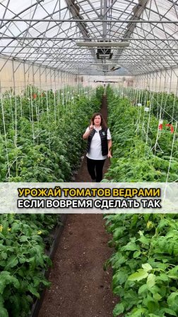 Урожай томатов будет ведрами, если сделать ТАК!