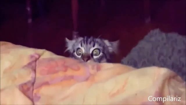 Кошачьи приколы подборка лето 2013 смотреть онлайн