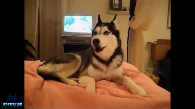 ЛУЧШИЕ СМЕШНЫЕ ПРИКОЛЫ С СОБАКАМИ И ЩЕНКАМИ, Смешные видео про собак. Приколы 2016.