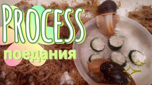 ✨🐌Процесс поедания огурцов 🐌✨