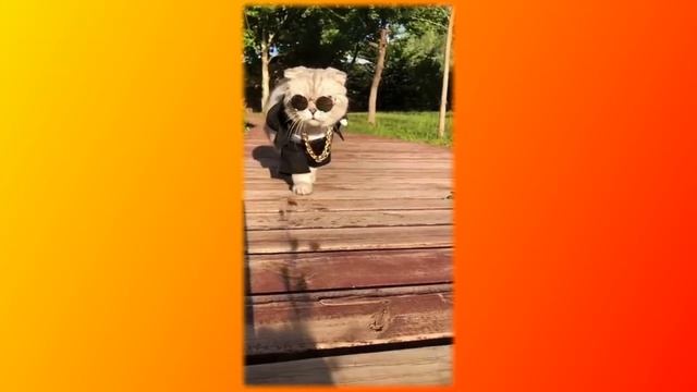 Смешное про животных|Приколы с котами| Видео про котов| Кошки|Позитив|Создай себе хорошее настроени