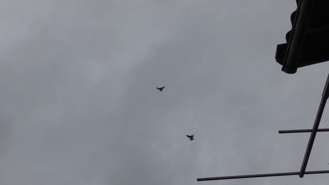 Николаевские голуби у Федора смотреть онлайн