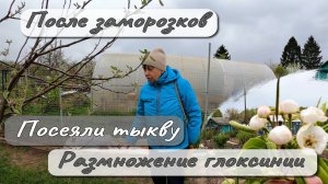 ПОСЛЕ ЗАМОРОЗКОВ  ПОСЕЯЛИ ТЫКВУ  РАЗМНОЖЕНИИ ГЛОКСИНИИ